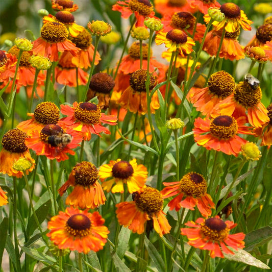 Helenium 'Mardi Gras'