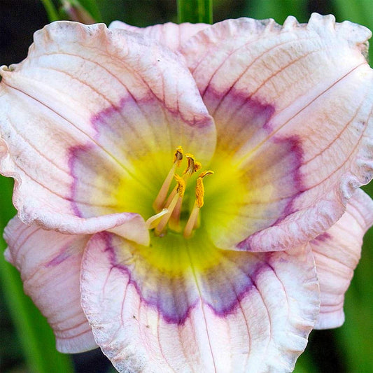 Hemerocallis 'Siloam David Kirchoff'