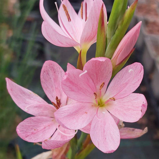 Hesperantha coccinea 'Mollie Gould'