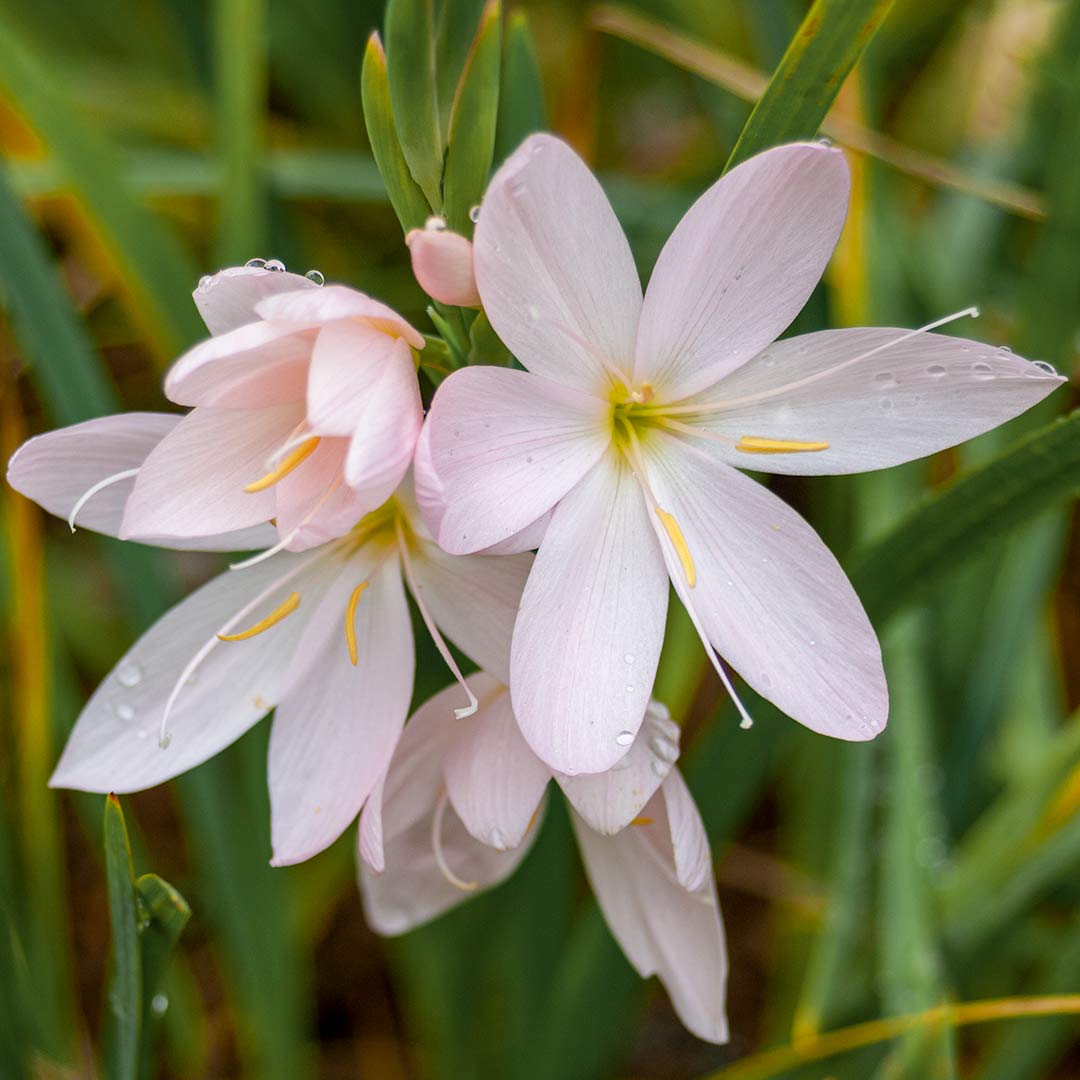 Hesperantha coccinea 'Pink Princess'