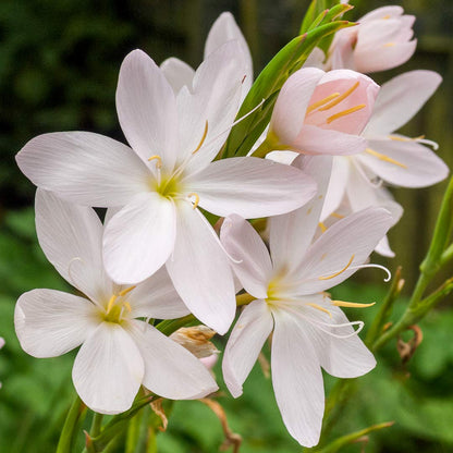 Hesperantha coccinea 'Pink Princess'