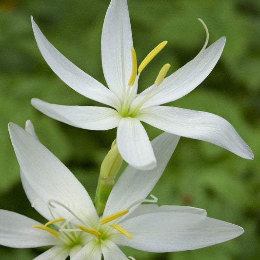 Hesperantha coccinea 'Snow Maiden'