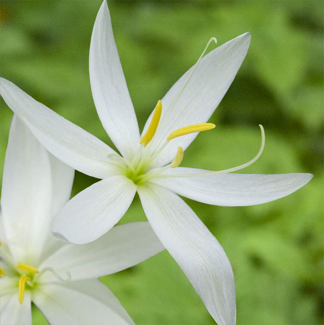 Hesperantha coccinea 'Snow Maiden'