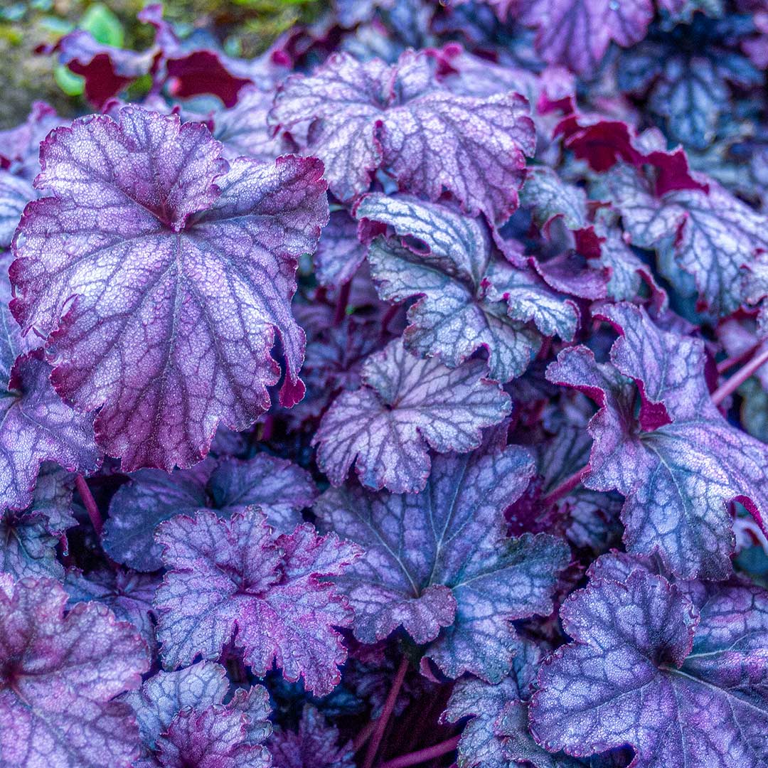 Heuchera 'Blackberry Jam' with it's  charcoal veined, silver and deep blackberry maroon leaves
