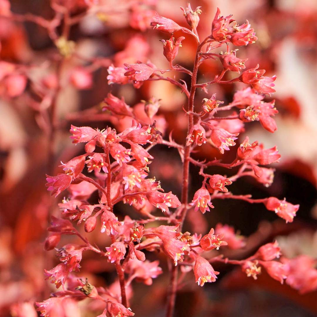 Heuchera deals cherry cola