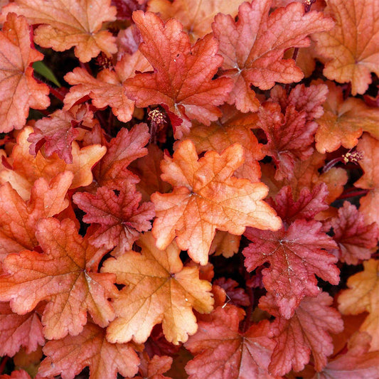 Heuchera 'Peach Flambe'