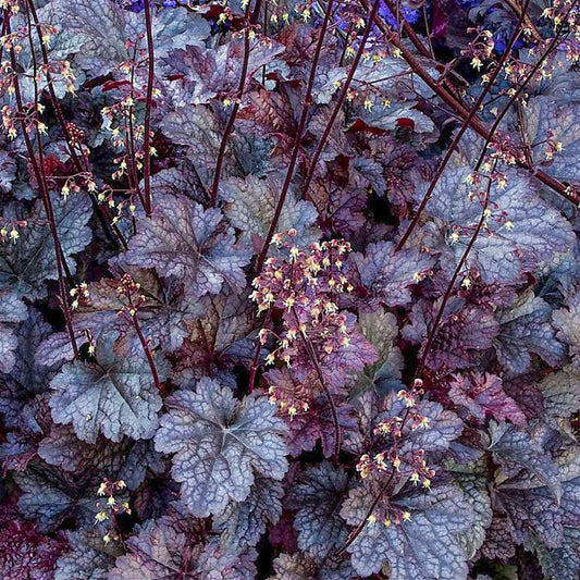 Heuchera 'Plum Pudding'