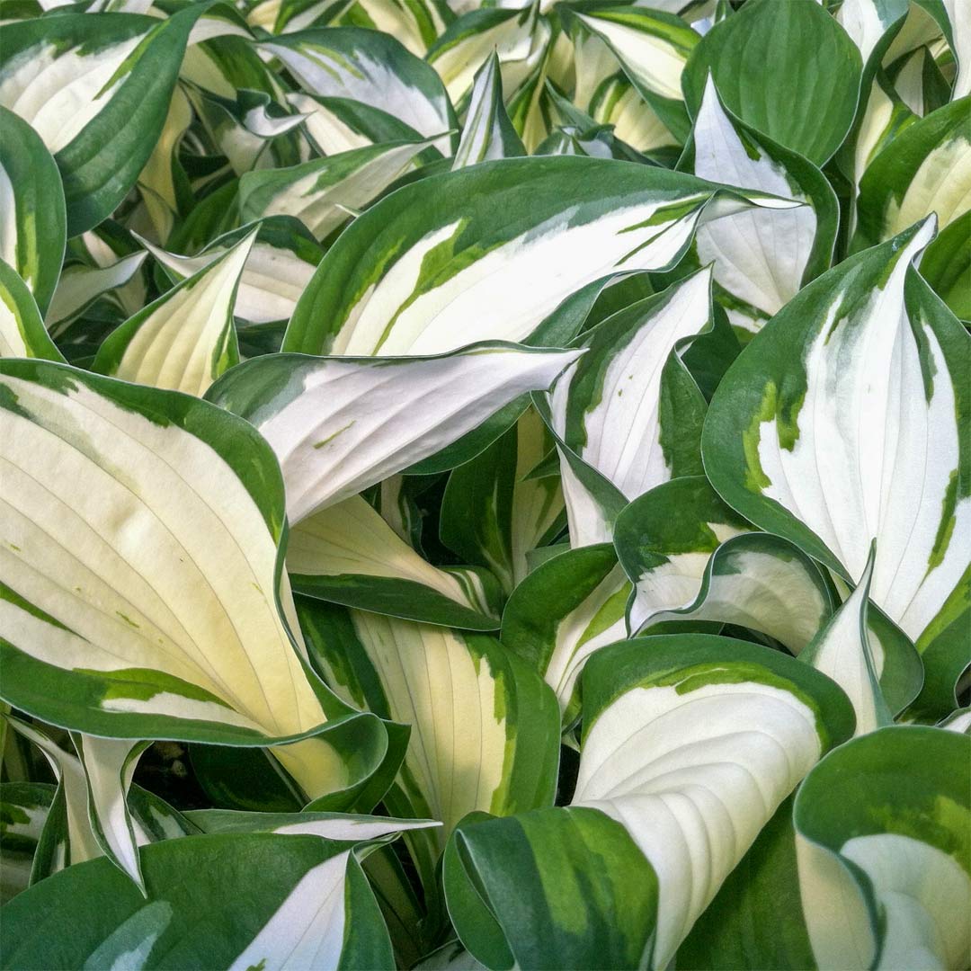 Hosta 'Fire and Ice'