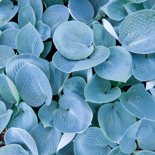 Hosta 'Love Pat'