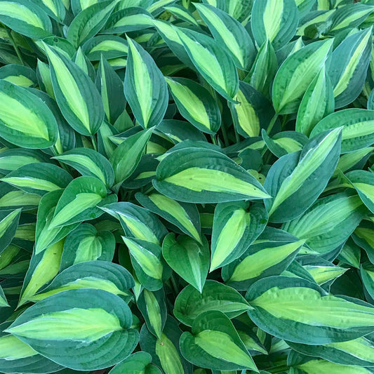 Hosta 'Striptease'