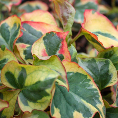 Houttuynia cordata 'Flame'