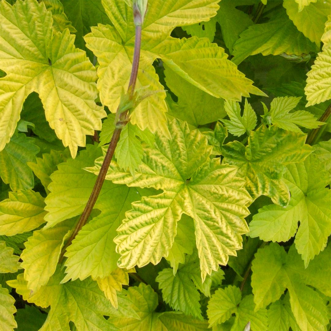 Humulus lupulus 'Aureus'