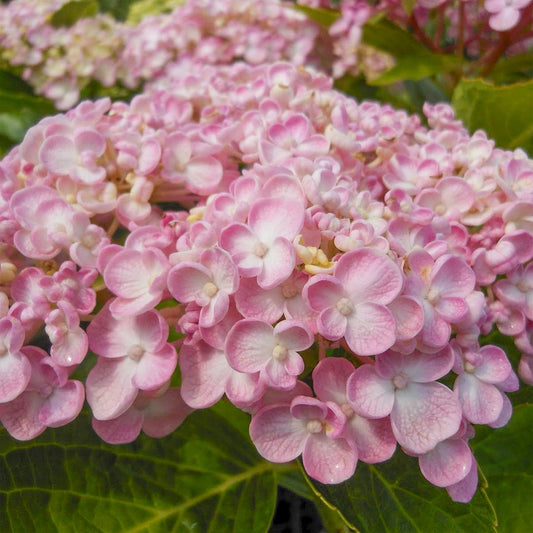 Hydrangea macrophylla 'Ayesha'