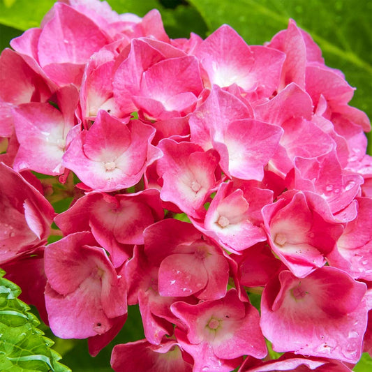 Hydrangea macrophylla 'King George'