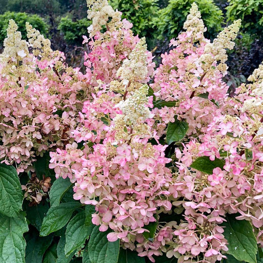 Hydrangea paniculata 'Pinky Winky'