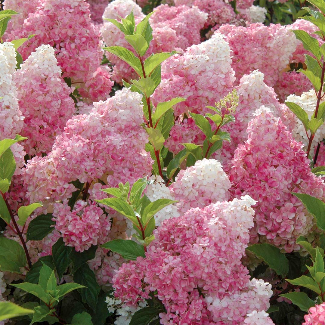 Hydrangea paniculata 'Vanille Fraisse'