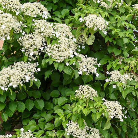 Hydrangea seemannii