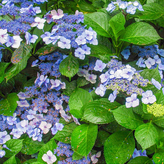 Hydrangea serrata 'Bluebird'