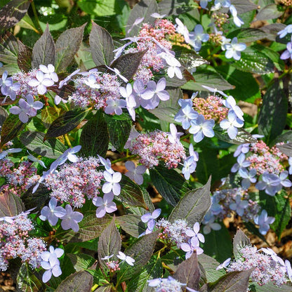 Hydrangea serrata 'Tiara'