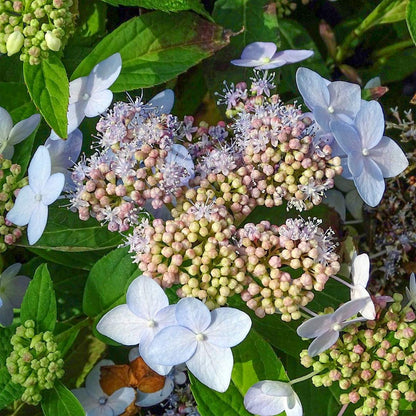 Hydrangea serrata 'Tiara'