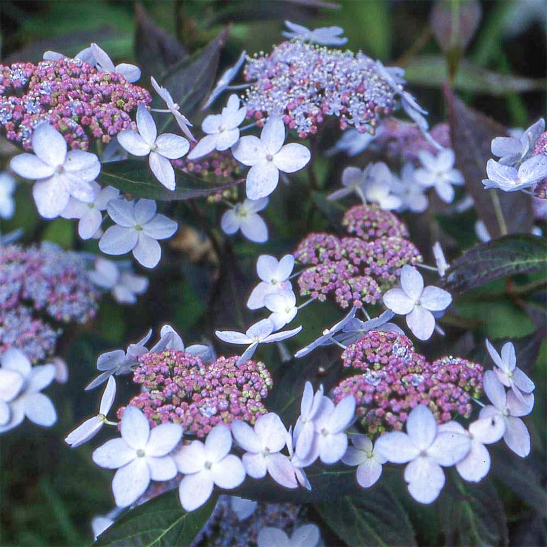 Hydrangea serrata 'Tiara'