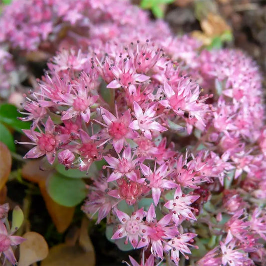 Sedum pluricaule 'Rose Carpet' (Hylotelephium ewersii var. homophyllum 'Rosenteppich')