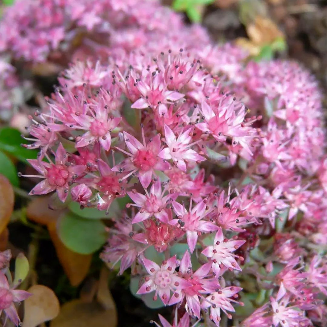 Sedum pluricaule 'Rose Carpet' (Hylotelephium ewersii var. homophyllum