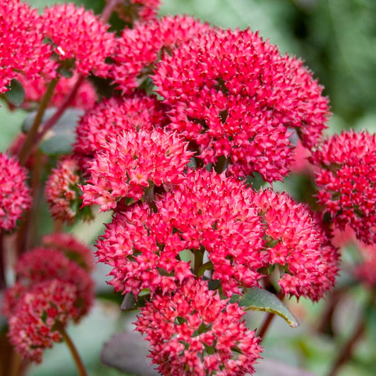 Hylotelephium 'Red Cauli' (Sedum)