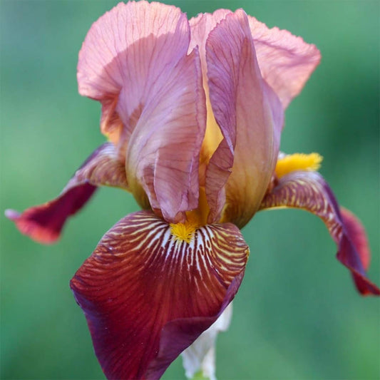 Iris 'Action Front'