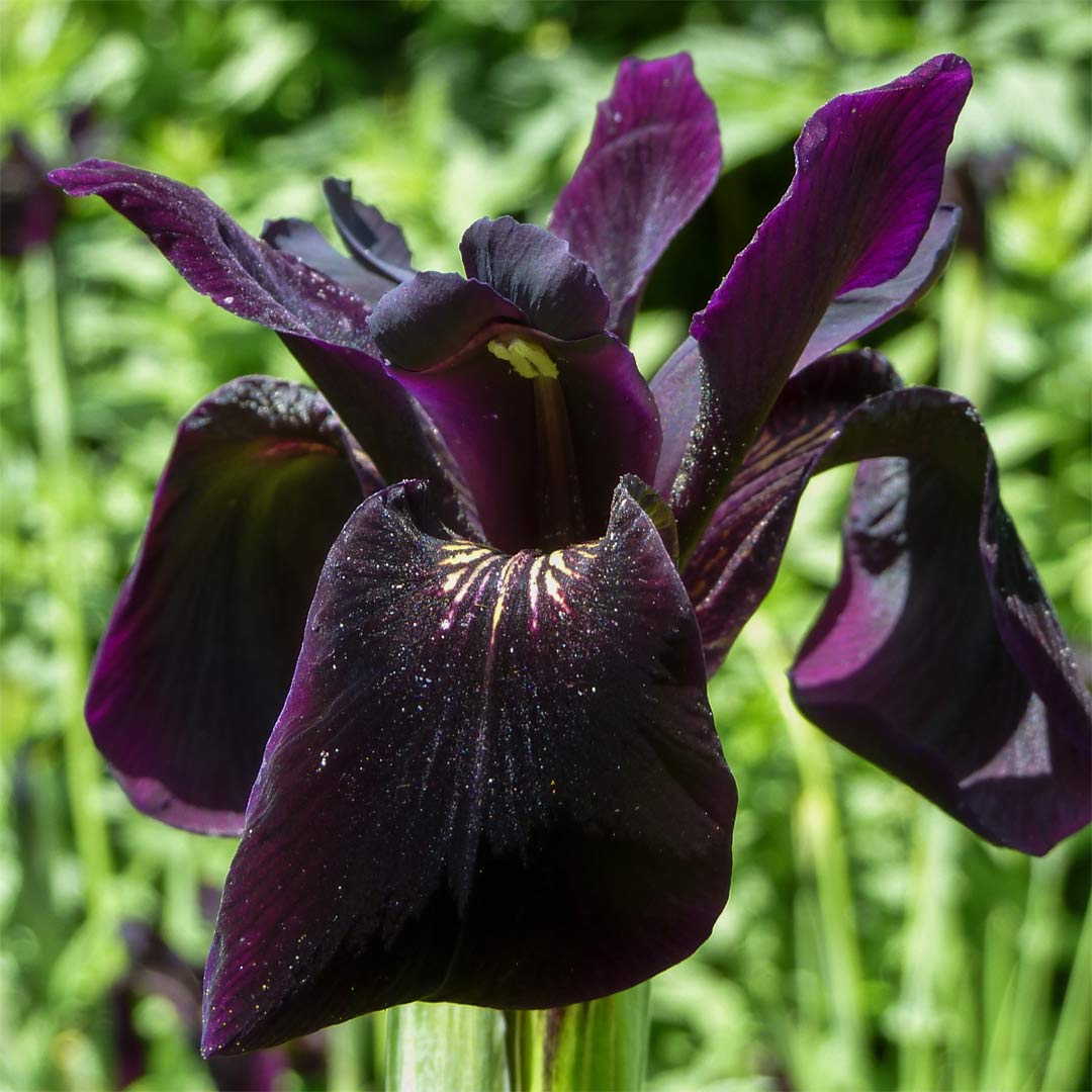 Iris chrysographes