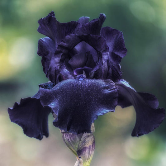 Iris 'Deep Black'