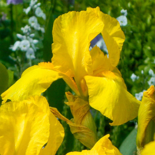 Iris 'Ola Kala'