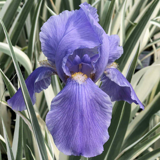 Iris pallida 'Argentea Variegata'