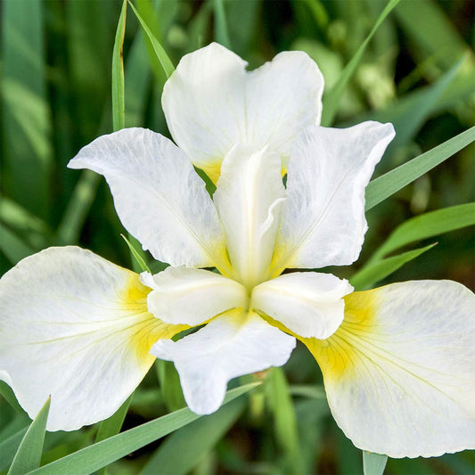 Iris sibirica 'Dreaming Yellow'