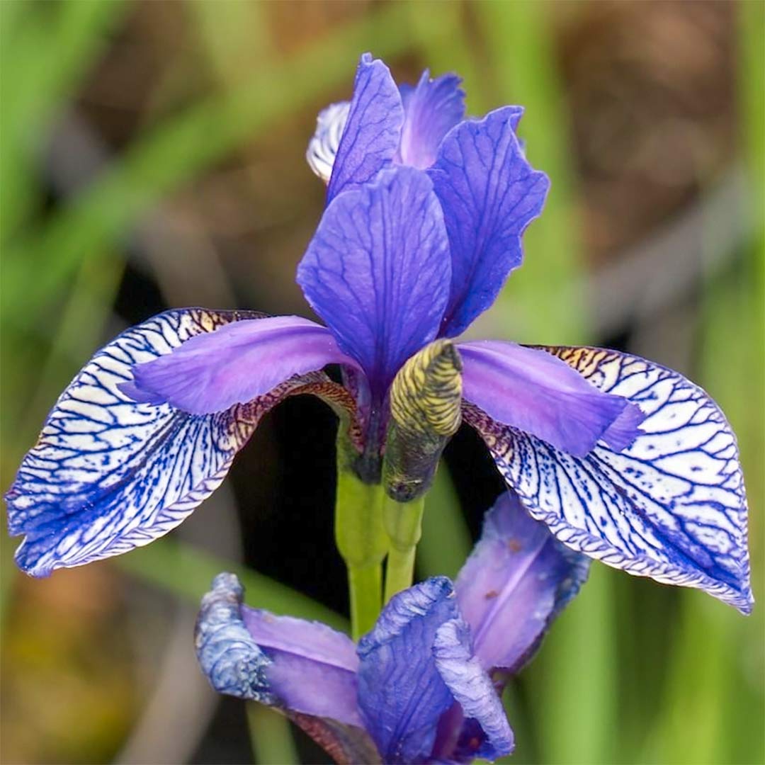 Iris sibirica 'Flight of Butterflies'