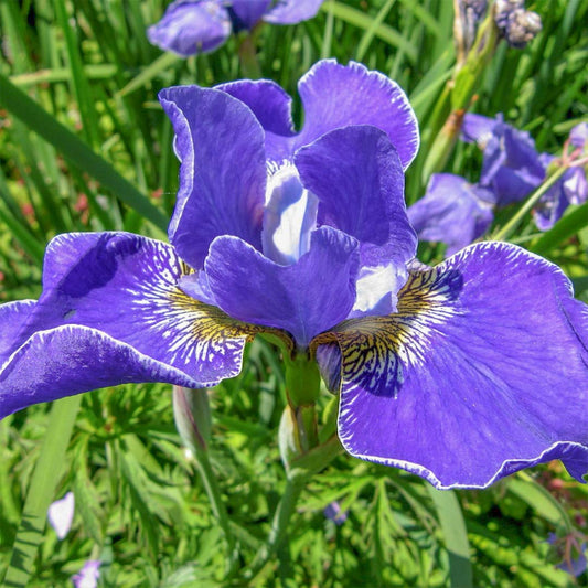 Iris sibirica 'Silver Edge'