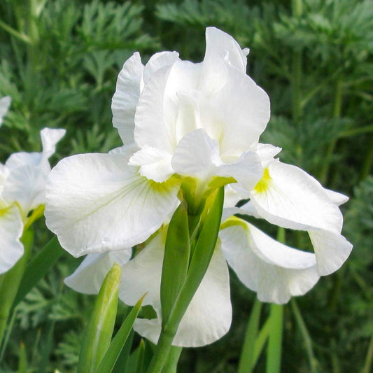 Iris sibirica 'White Swirl'