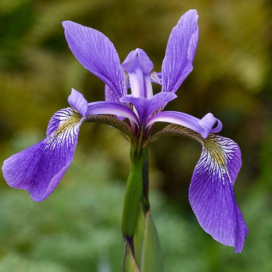 Iris x robusta 'Gerald Darby'