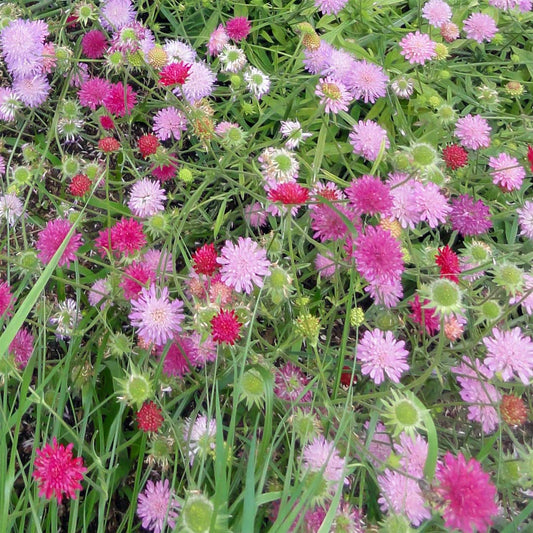 Knautia macedonica 'Melton Pastels'