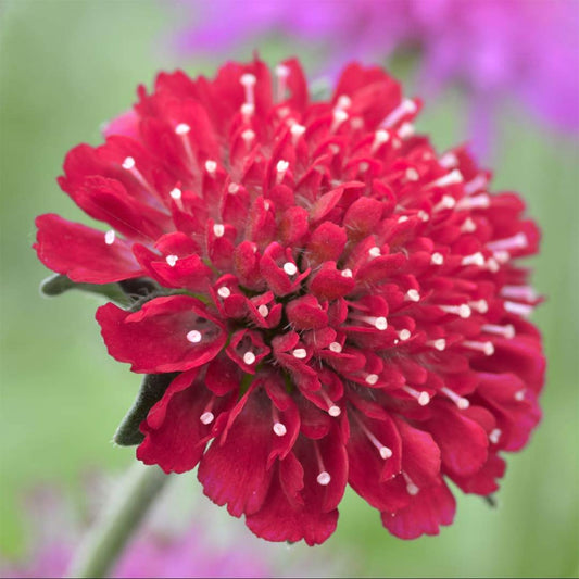 Knautia macedonica 'Red Knight'