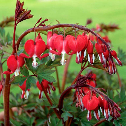 Lamprocapnos spectabilis 'Valentine'