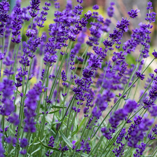 Lavandula angustifolia 'Hidcote'