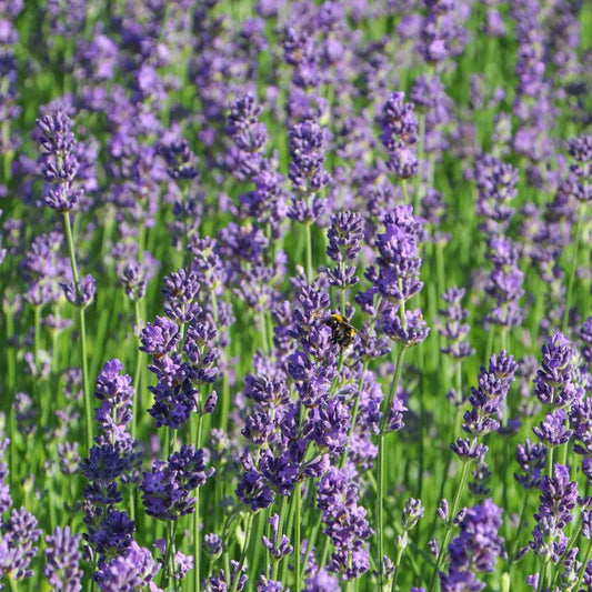 Lavandula angustifolia 'Munstead'