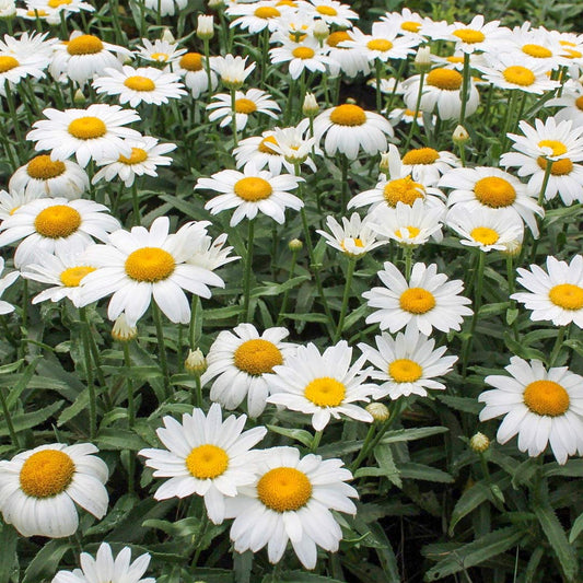 Leucanthemum x superbum 'Snowcap'