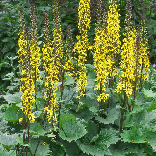 Ligularia 'Little Rocket'