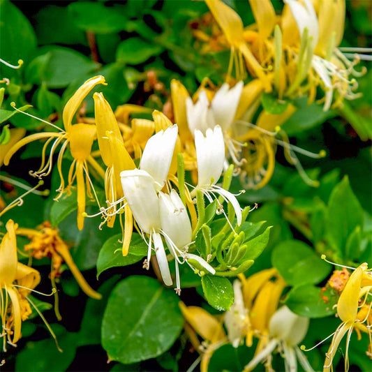 Lonicera japonica 'Halliana'