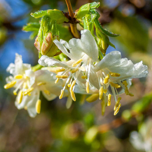 Lonicera x purpusii 'Winter Beauty'