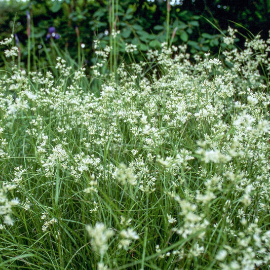 Luzula nivea