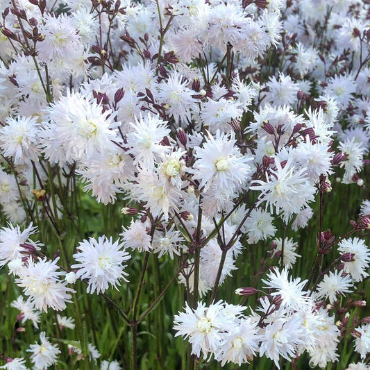 Lychnis flos-cuculi 'Petit Henri'