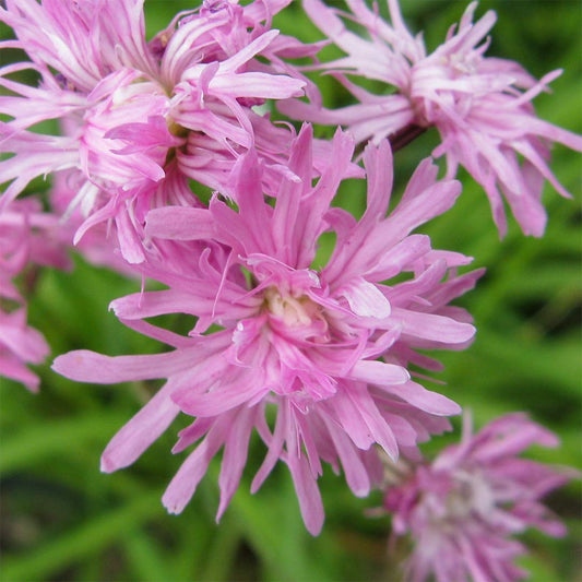 Lychnis flos-cuculi 'Jenny'